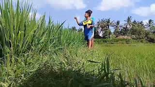 Mandik Jok Kokok Film 1 Kanak2 Seganteng