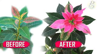 5 SECRET TIPS: THE MOST BEAUTIFUL CHRISTMAS PLANT | EUPHORBIA – POINSETTIA