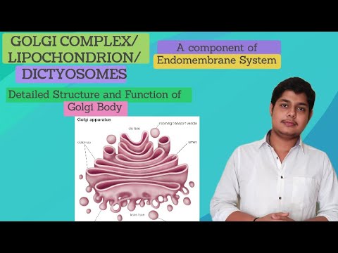 GOLGI COMPLEX/ LIPOCHONDRION/ DICTYOSOMES -Structure and Function