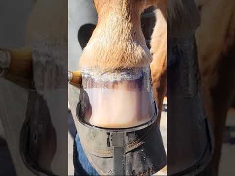 أنواع حدوات الخيل 