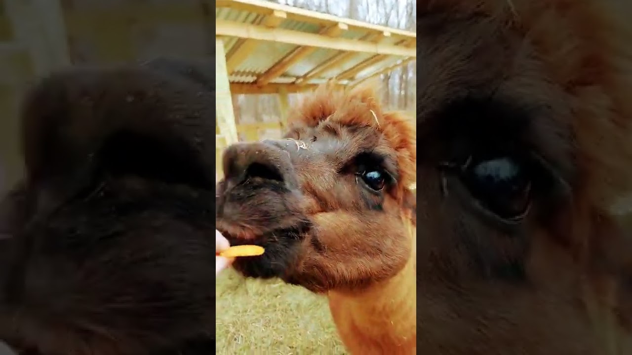 Brownie the Alpaca eating Carrots!