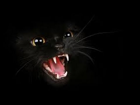 Black Cat 01 napisy PL anime-odcinki.pl - YouTube