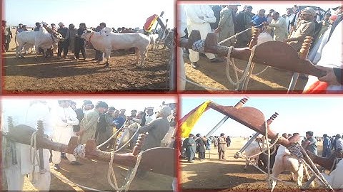 Bull race Hat wali Jga Bull race update 2023. khadd factory