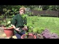 Planting Raspberries In Containers | Jack Shilley