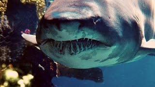 Megalodon : The Enormous and Mysterious Ancient Shark