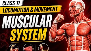 💪 Muscular system || 🔥Locomotion and Movement || Class 11 || NCERT based