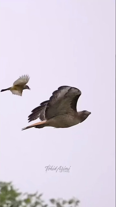 Cassin's Kingbird strikes again. #birdsofyoutube #bird #birdlovers #wildlife ##hawks #kingbirds
