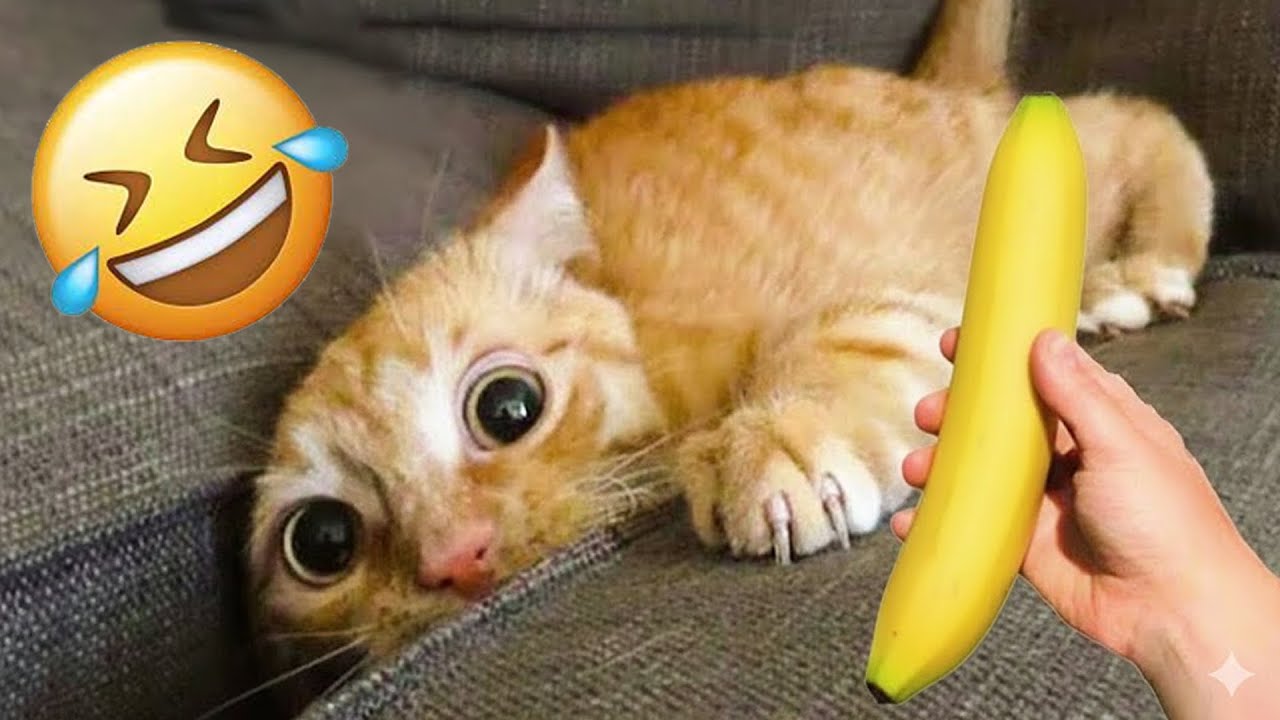 Only 1% Can Watch Without Laughing 😹🐶 Cats & Dogs 2026 🧝 