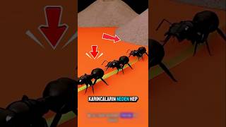 Bilim İnsanlarını Şaşırtan Karinca Takip Sistemi