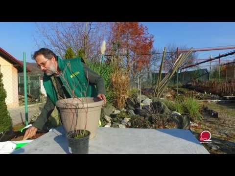 Video: Uzgoj bergenije zimi: saznajte više o otpornosti na hladnoću bergenije