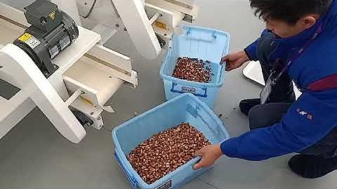 Anysort color sorter sorting broad beans
