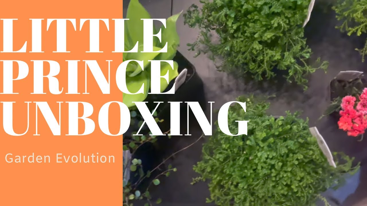 Unboxing a Little Prince Nursery order - YouTube
