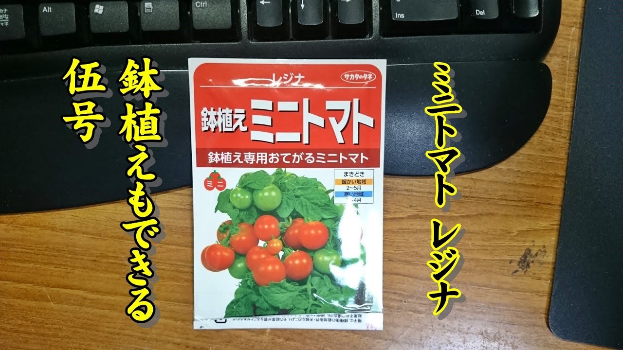 野菜作り ミニトマトレジナ栽培 1 11 タイムラプス 種蒔きから発芽まで Youtube