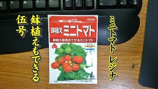 野菜作り ミニトマトレジナ栽培 1 タイムラプス 種蒔きから発芽まで Youtube