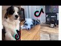 😍 Cutest Australian Shepherd 😂 Funny and Cute Australian Shepherd Puppies and Dogs Videos