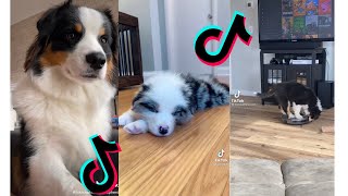 Cutest Australian Shepherd  Funny and Cute Australian Shepherd Puppies and Dogs Videos