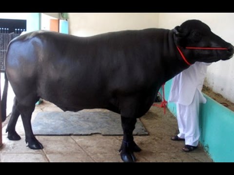 Rac Bull Animal - 480x360 - jpeg Rac Bull Animal