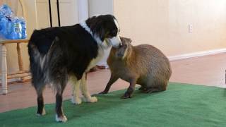 Capybara Grooming A Dog