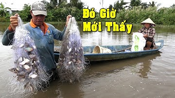 Cách Bắt Cả Chục Ký Cá Chỉ Vài Nốt Nhạc Của Vợ Chồng Chú Hiệp Mùa Nước Nổi Miền Tây/NGÃ NĂM TV