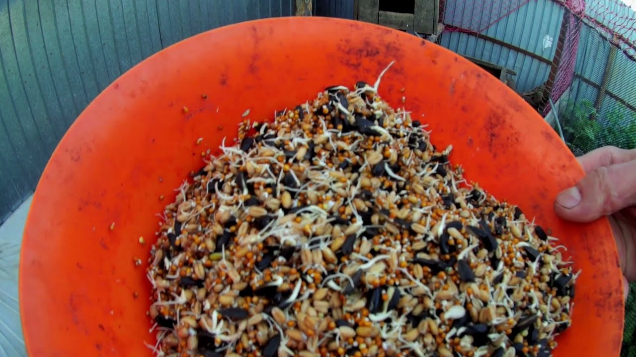 Разумное птицеводство. Живой корм. Пророщенная зерносмесь в рационе фазанов. Вольеры с фазанами