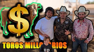 Vendo 2 Toros En Más De Medio Millón De Pesos A Rancho El Principio Chitin Venegas