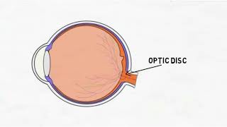 Optic disc: Structure and Function