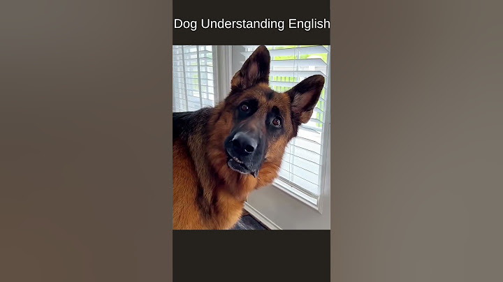 Dog Understands English Words?! 🤯 | Smart Dog Reactions 🐶💬 #shorts