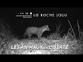 Les animaux du domaine dpartemental de la roche jagu pisode 01