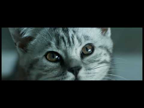 Реклама вискас - YouTube