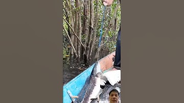 cấm câu treo cá Lóc bông/ban on hanging fishing of snakehead fish