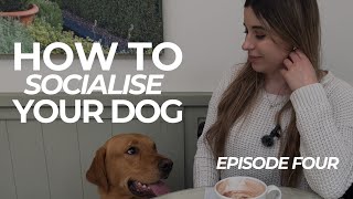 How To Socialise Captain The Yellow Labrador | The Dog Therapist by The Dog Therapist 189 views 2 weeks ago 13 minutes, 5 seconds