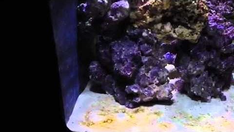 Biocube 29 HQI Nano Reef Tank - Cycle - 2 weeks