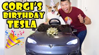 Surprise TESLA Mini Car for CORGI Dog’s Birthday || Life After College: Ep. 665