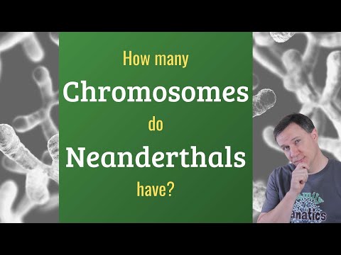 Видео: Та ааваасаа хэдэн хромосом авдаг вэ?