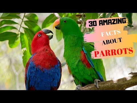 Video: Fapte fascinante despre 4 tipuri de papagali