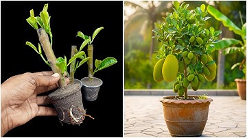 Jackfruit thuis kweken vanaf de stengel | Tips & trucs in deze video