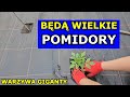 Jak uzyska wielkie pomidory sadzenie pomidorw koniec maja uprawa warzyw gigantw ogrki kabaczki