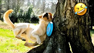 Best Funny Dog \& Cat Video 😹🐶 Cute  Animal 2024 😍😆part 37