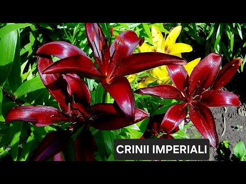 Video: Grădină De Crini