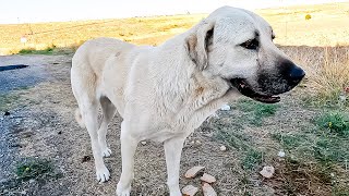 We Found a Homeless Dog Crying on the Street, It's Very Hungry | dogs-feeding