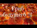 Не пинайте больше мухоморы.микродозинг мухомора мой опыт.