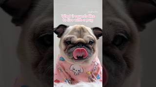 What it sounds like to live with a PUG  #pug #dog #asmr