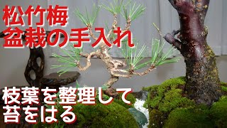 松竹梅盆栽の手入れ　枝葉を整理して苔をはる