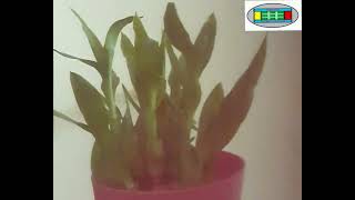 Streopsis 3D Wiggle 3D Cinema 3D