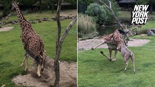 Antelope tackles giraffe in front of screaming kids | New York Post