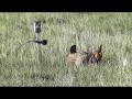 Whoop vocalization: greater prairie-chicken