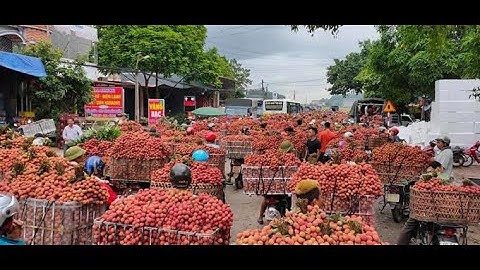 Trai Lục Ngạn | Vải thiều Lục Ngạn hôm nay, thăm vườn vải thiều.