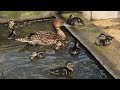 ¡¡Estos patos se comen a los patos bebés!!😭