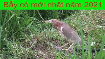 Bẫy cò mã mới nhất tháng 3 - 2021. Các bác đã chuẩn bị đánh chưa?