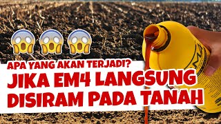 APA YANG AKAN TERJADI JIKA EM4 DISIRAMKAN PADA TANAH.? | Subur, Gembur & Sehat.? | Pupuk Organik